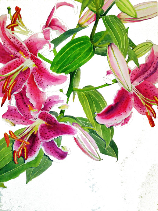 Stargazer Lilies | Giclee` Prints