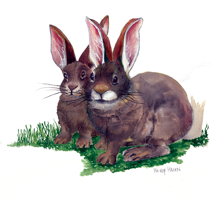 Two brown rabbits sitting on grass with a white background