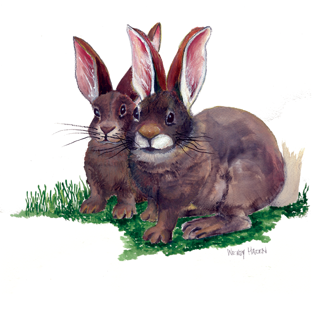 Two brown rabbits sitting on grass with a white background