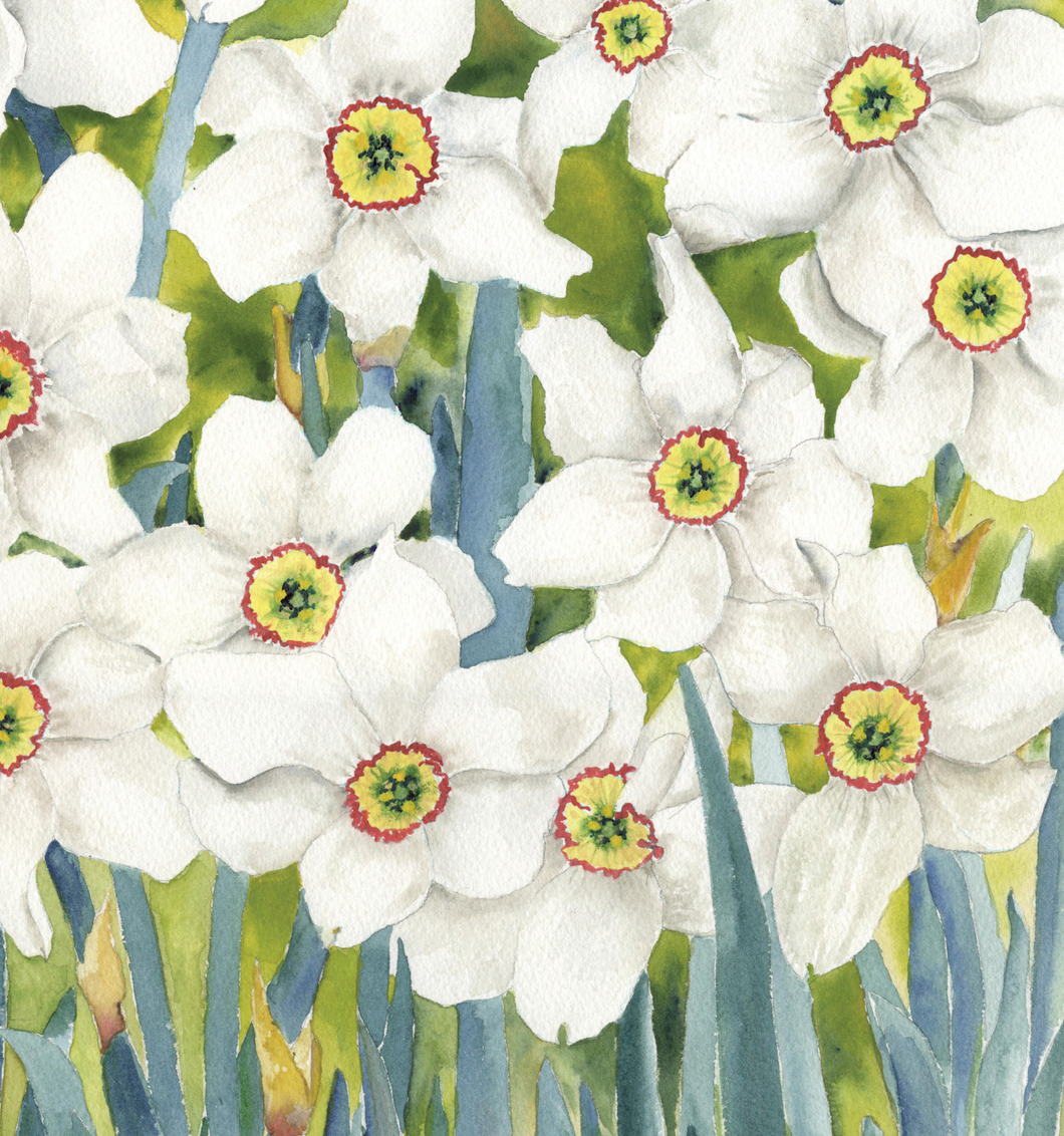 Jonquils | Giclee` Prints