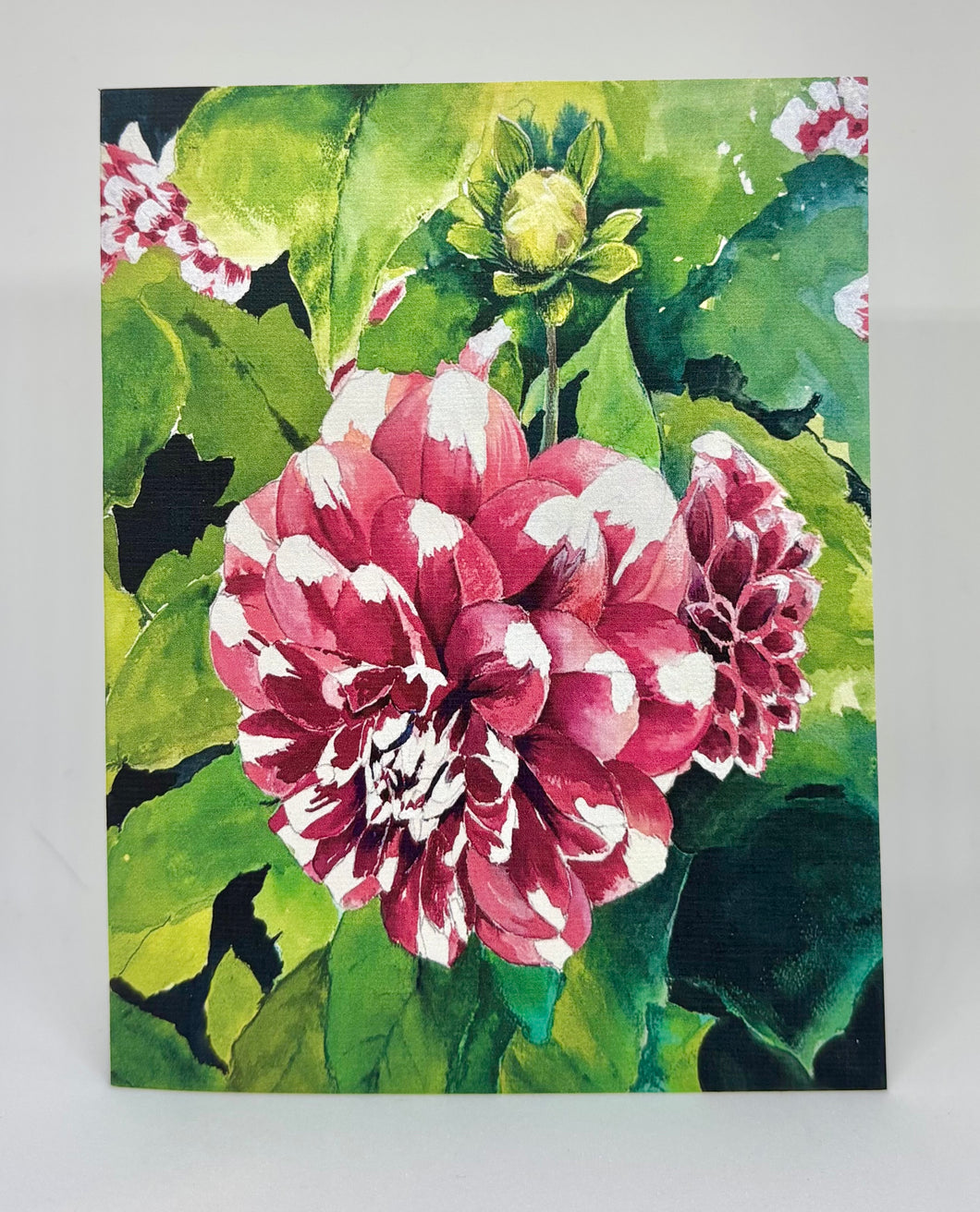 Several Dahlia blossoms and a bud with red, white and lots of different shades of green