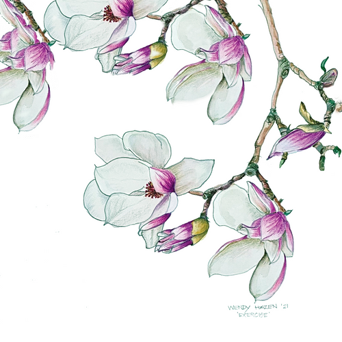 Magnolia Blossoms | Giclee` Prints