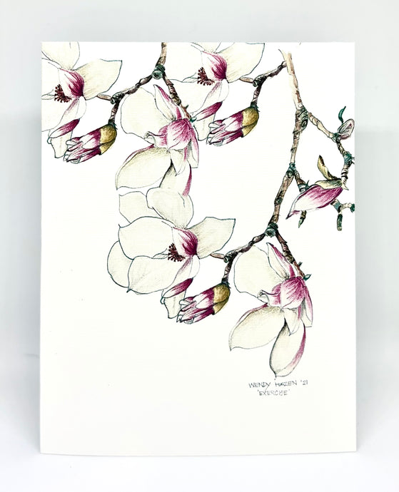 delicate white magnolia blossoms on a white background