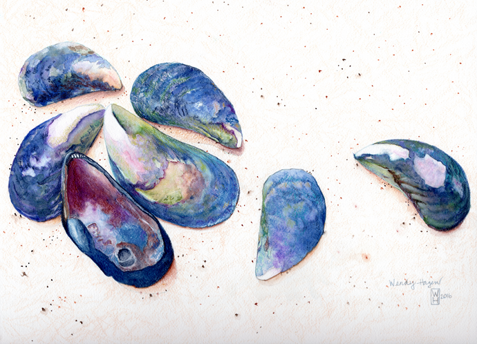 Mussel Shells found on the beach