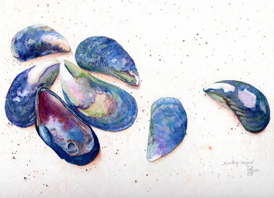 Mussel Shells found on the beach