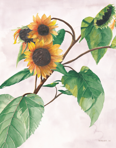 Sunflowers | Giclee` Prints