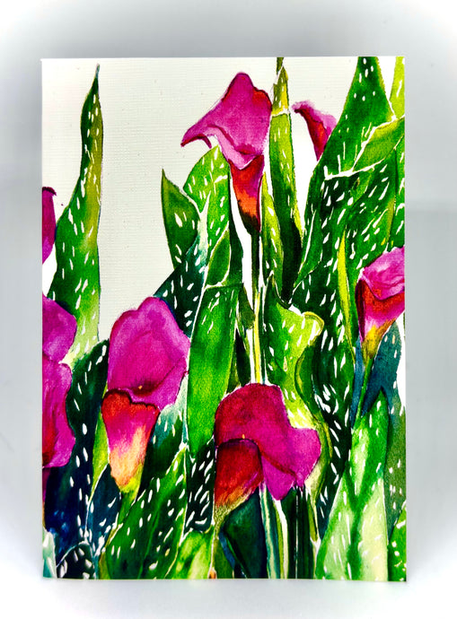 Fuschia Calla Lilies nestled among the white and green leaves with a white fence backdrop 