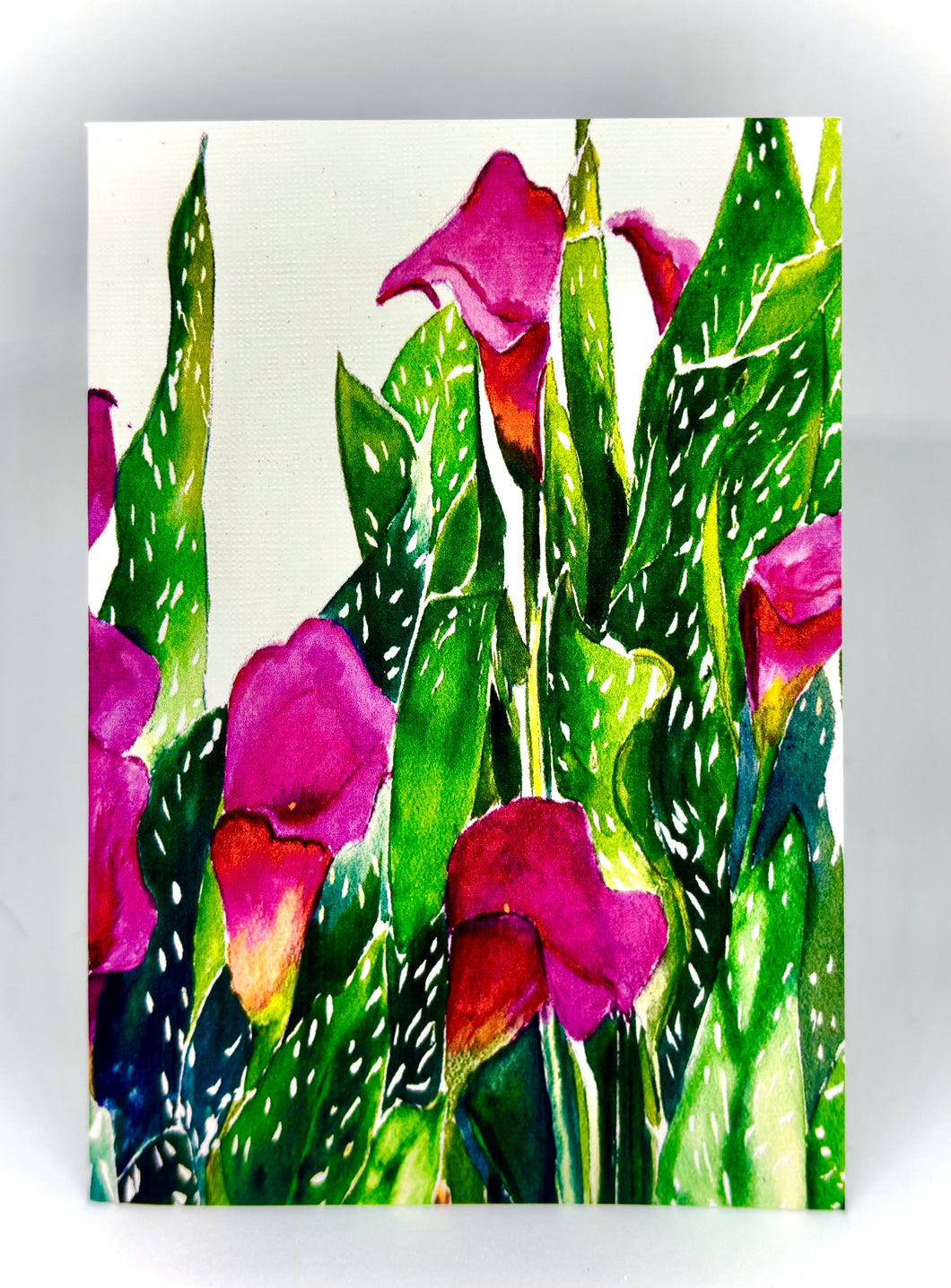 Fuschia Calla Lilies nestled among the white and green leaves with a white fence backdrop 