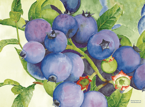 Blueberries Placemat