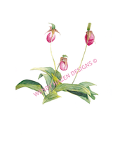 Load image into Gallery viewer, Lady Slippers.  I have seen them in Maine and on Cape Cod