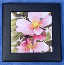 Load image into Gallery viewer, Rosa Ragosa (Beach Roses)