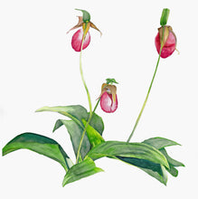 Load image into Gallery viewer, Lady Slippers notepad with 100 blank pages